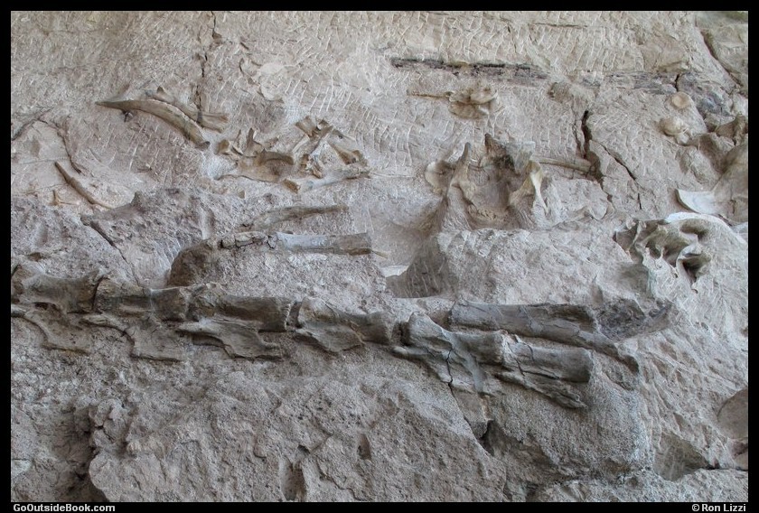 Dinosaur Fossils at Quarry Exhibit Hall