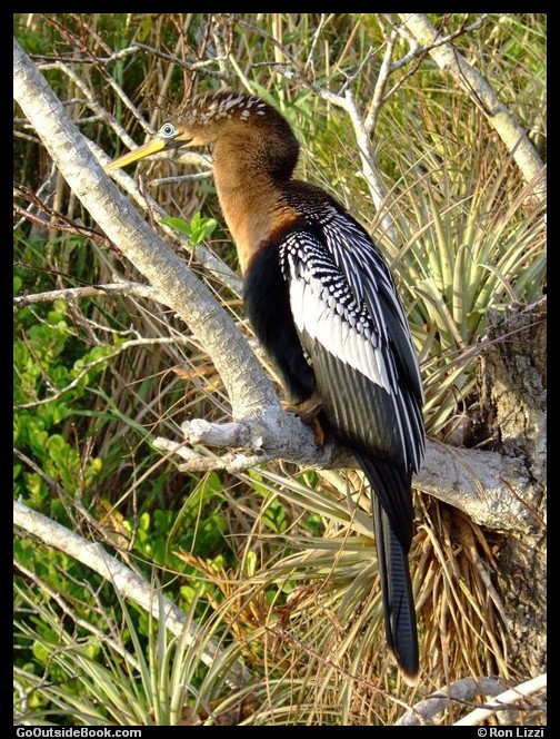 Anhinga - Everglades National Park, Florida