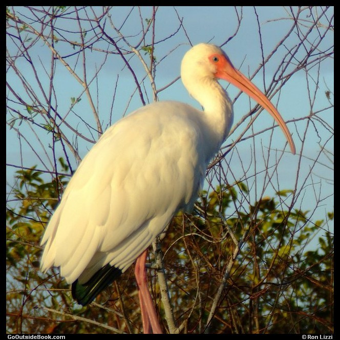 White ibis - Everglades National Park, Florida
