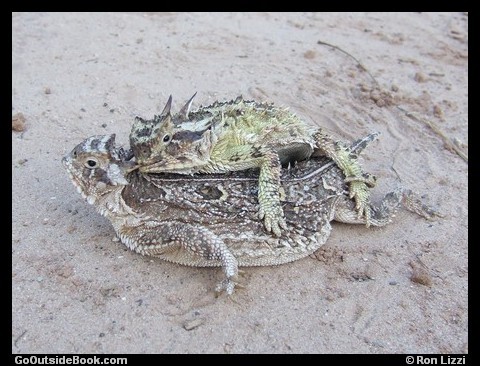 Horned Lizards