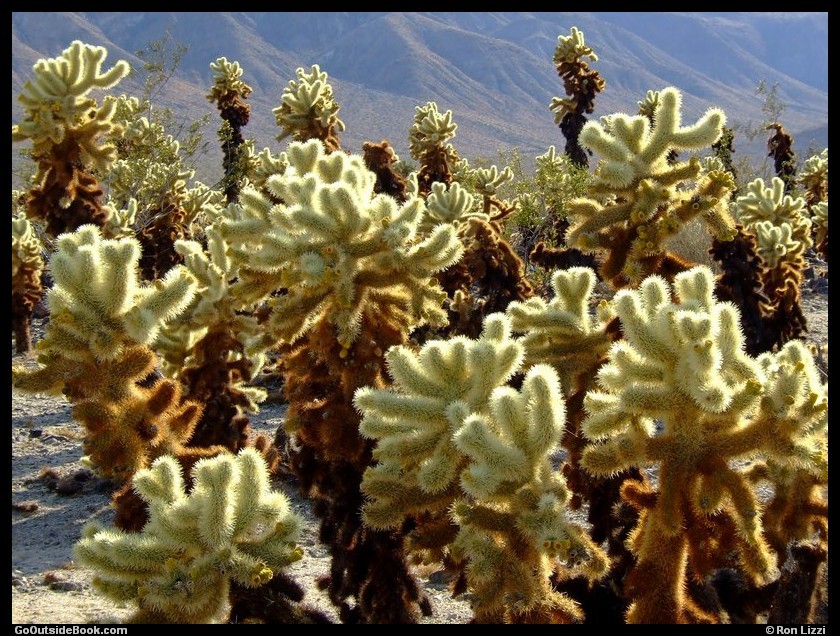 Cholla Cactus Garden, Joshua Tree National Park, California