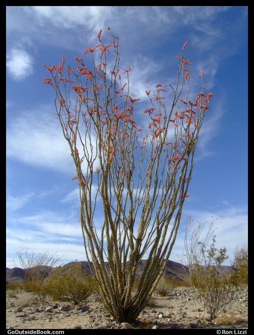 Ocotillo, Joshua Tree National Park, California