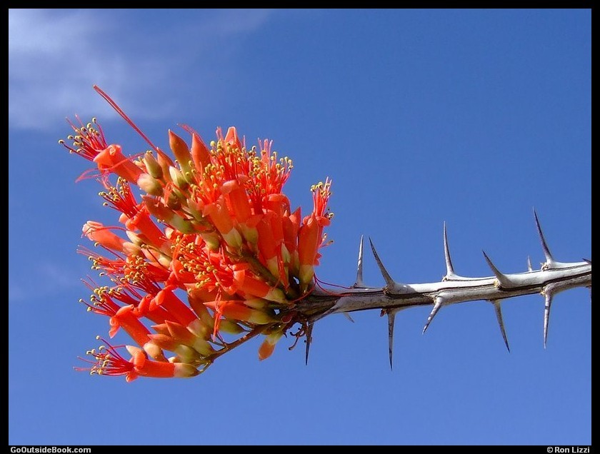 Ocotillo flowers and thorns, Joshua Tree National Park, California