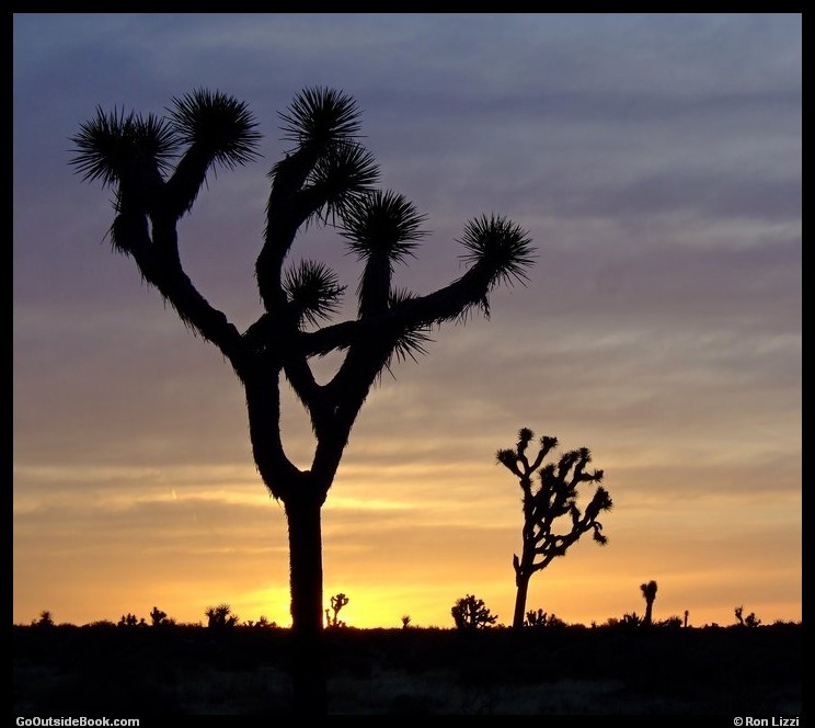 Joshua trees at sunrise, Joshua Tree National Park, California