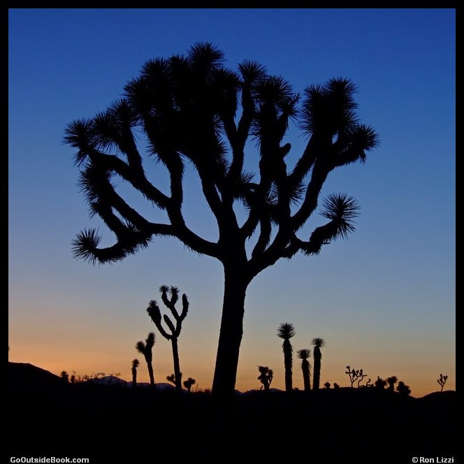 Joshua trees at sunset, Joshua Tree National Park, California