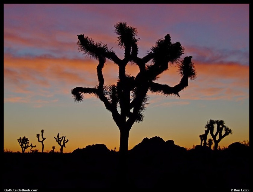 Joshua trees at sunset, Joshua Tree National Park, California