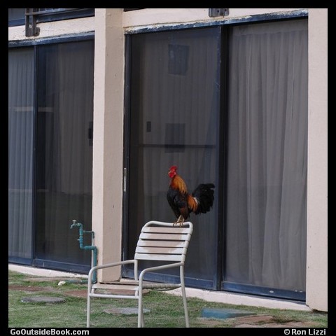 Kauai Rooster