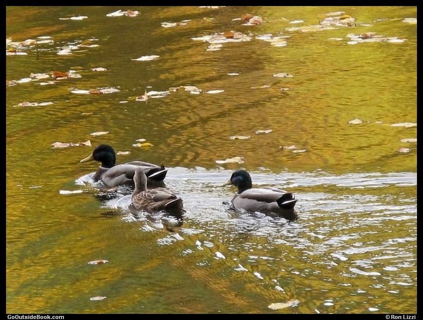 3 ducks at Kettletown State Park, Connecticut