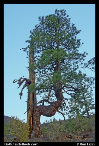 Plan B Tree