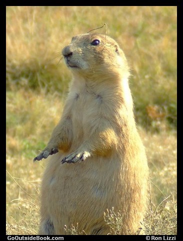 Prairie Dog Distress