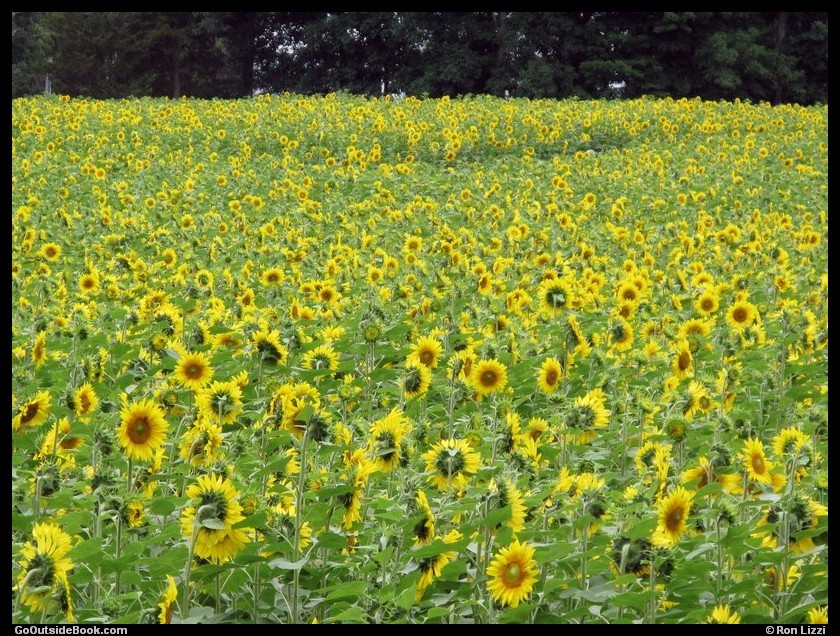 Sunflowers for Wishes in Griswold, Connecticut Go Outside Book